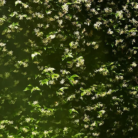 Apartament Giardino Segreto, In Centro Triest