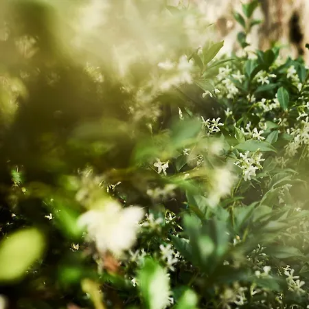 Giardino Segreto, In Centro Apartamento Trieste